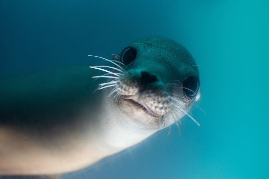 This is a Seal, but what is a dental seal?